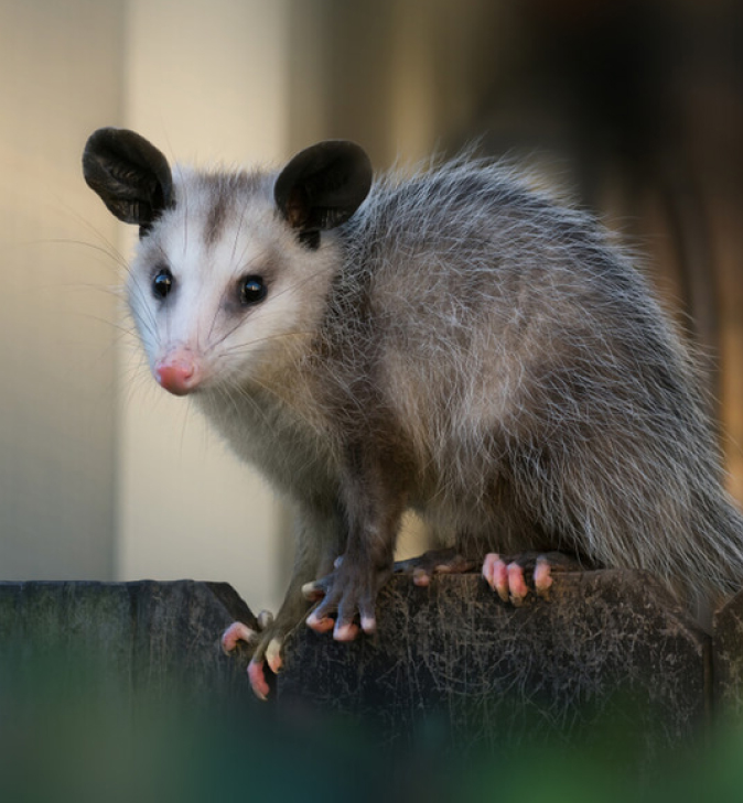 Possum Removal Sydney | 02 4018 7435 | Best Possum Catchers