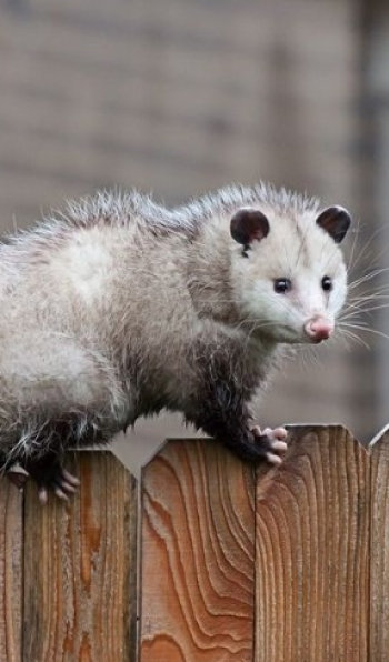 professional possum removal sydney