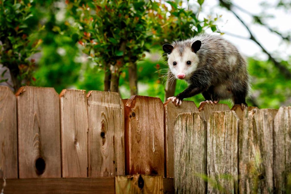 Effective Possum Control