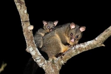 brushtail possum removal sydney