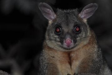 feather possum removal sydney