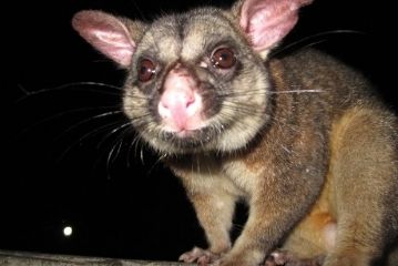 green tail possum removal