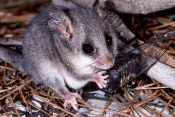 pygmy possum