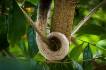 ring tail possum