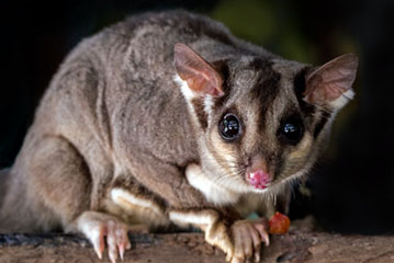 stripped possum removal sydney