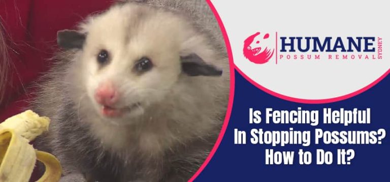 excellent ways to stop possums from entering your home