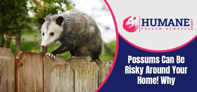 Possums Can Be Risky Around Your Home