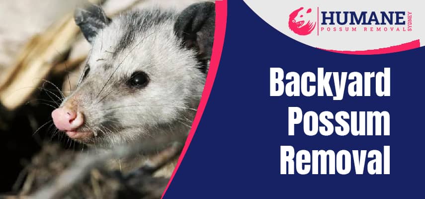 Backyard Possum Removal Service
