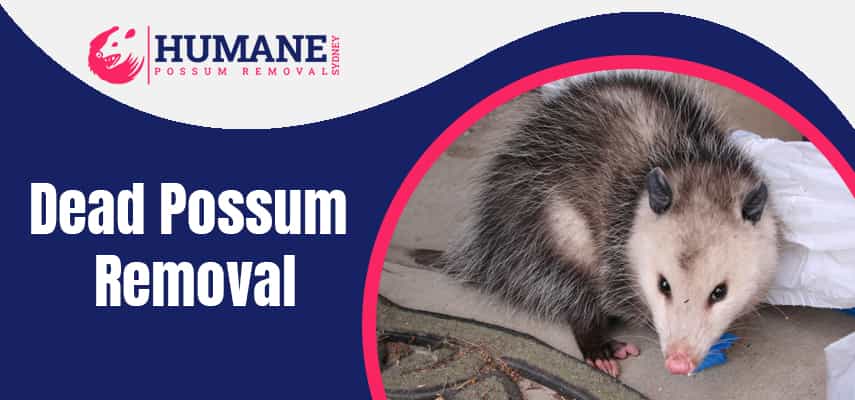 Expert Dead Possum Removal Service