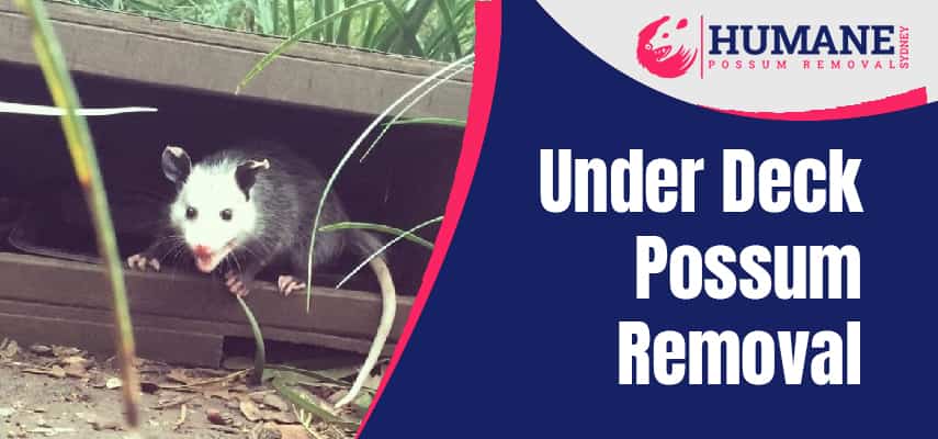 https://humanepossumremovalsydney.com.au/wp-content/uploads/2023/01/under-deck-possum-removal-service.jpg