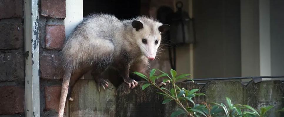 5 Easy DIY Possum Deterrents For Your Home Garden