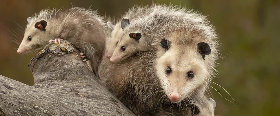 How To Remove Possums From Crawl Space