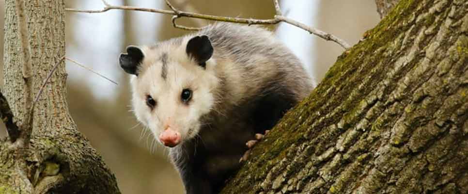 Possum Removal Bondi Beach