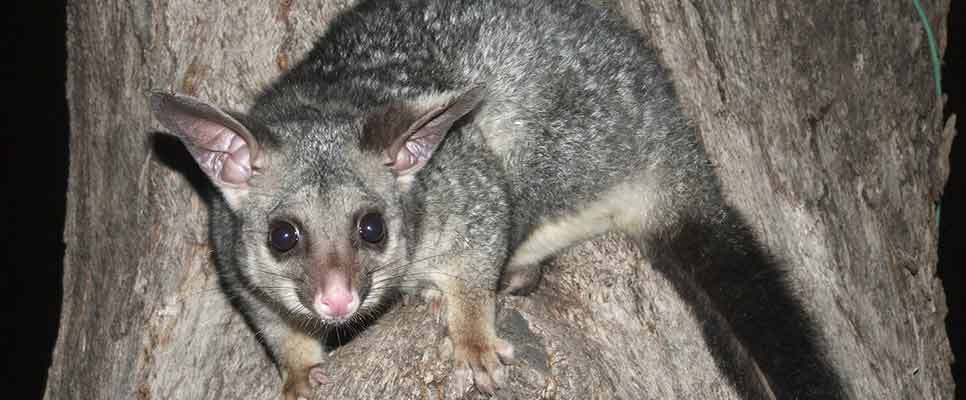 Possum Removal Bondi Junction