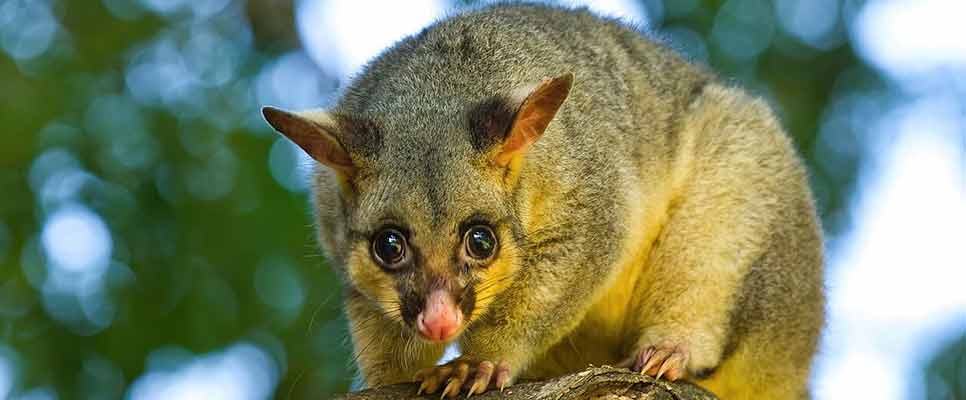 Possum Removal Kellyville