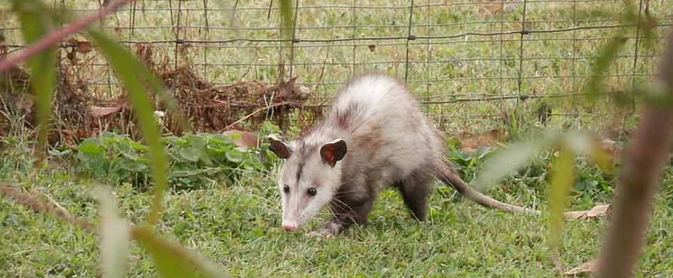 Possum Removal Manly