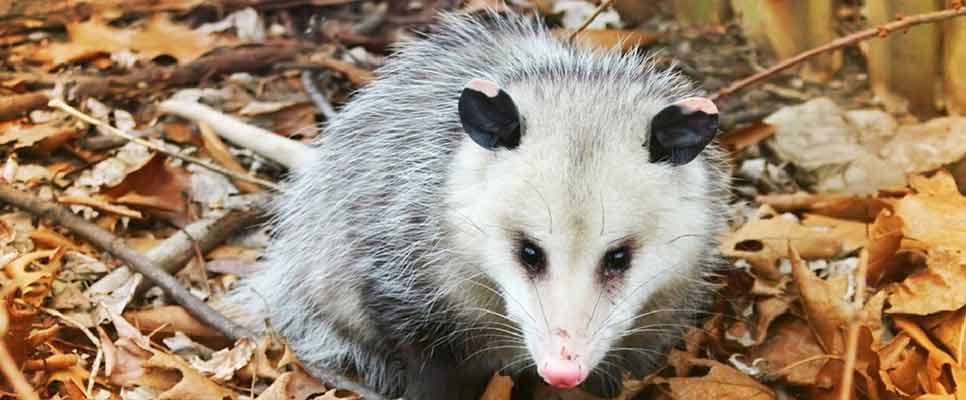 Possum Removal Paddington