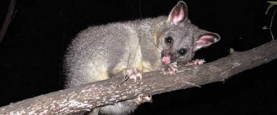Possum Removal Parramatta