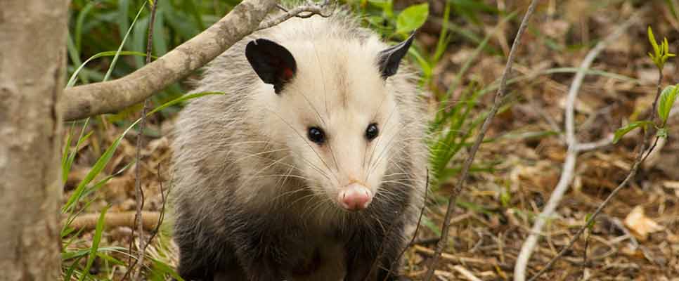 Possum Removal Surry Hills