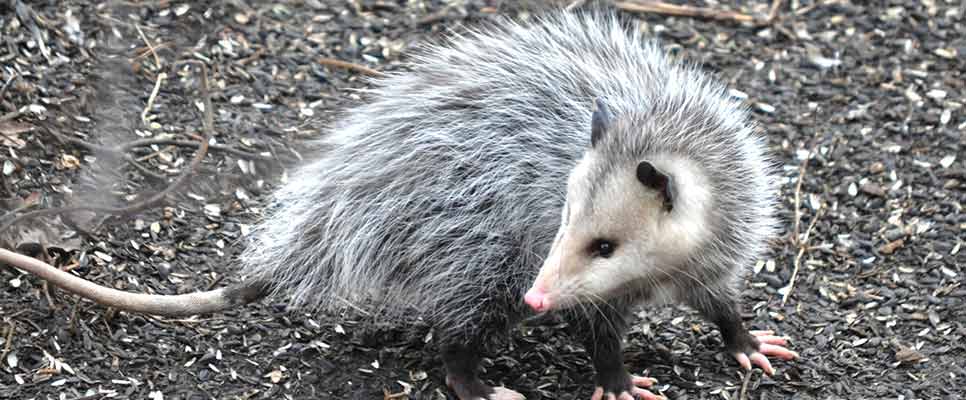 Possum Removal Waterloo